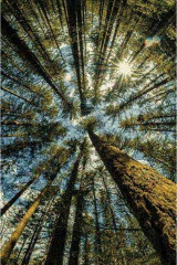 Детский ковер Crystal 63